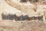 Fossil Running Rhino (Hyracodon) Lower Skull - Wyoming #216119-3